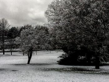 Trees on snow covered landscape against sky