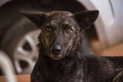 Close-up portrait of black dog