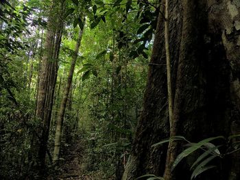 Trees in forest