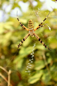 Close-up of spider and web against blurred background