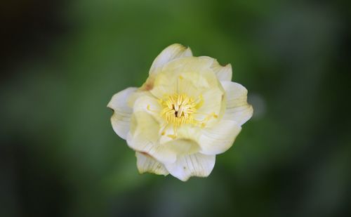 Close-up of white rose flower