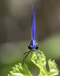 Close-up of insect on plant