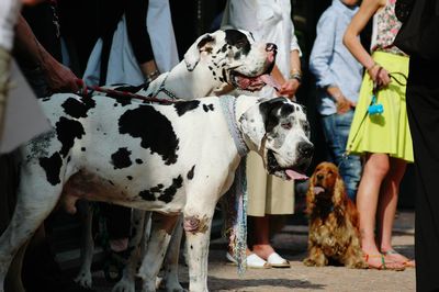 Low section of people with dog standing on street