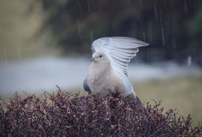 Close-up of bird perching outdoors