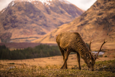 Deer grazing on field against mountain