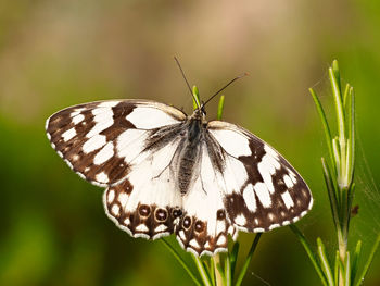 Spanish marbled white butterfly, melanargia lachesis, near almansa, spain.