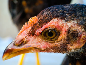 Close-up of a bird