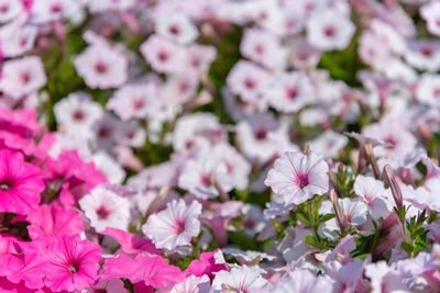 Close-up of pink cherry blossoms