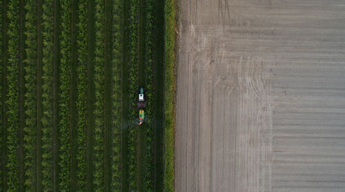 High angle view of agricultural field