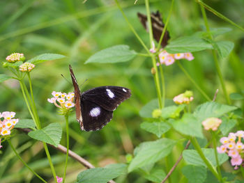 Close-up of butterfly perching on flower