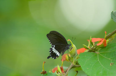 Close-up of butterfly on leaf