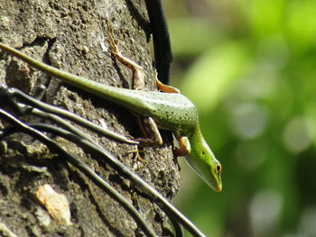 Close-up of insect on plant