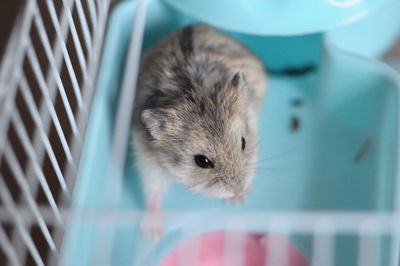 Close-up portrait of a hamster in cage