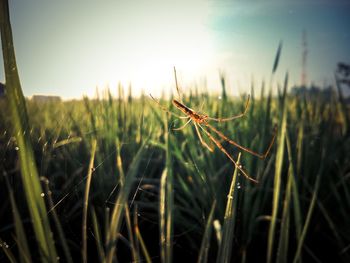 The spider waiting for its prey