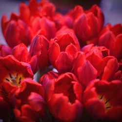 Close-up of red flowers