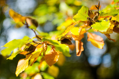 Close-up of yellow flowers against blurred background