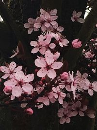 Close-up of pink flowers blooming outdoors