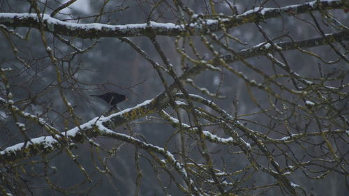 Close-up of bird perching on branch during winter