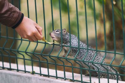 Close-up of hand holding food for an squirrel in cage