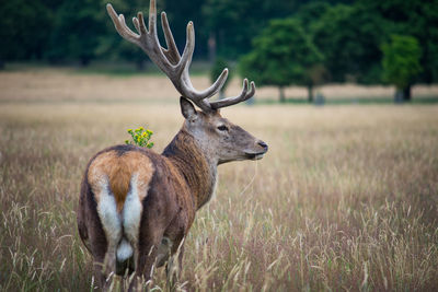 Deer in a farm