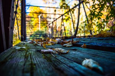 Close-up of dry leaves on abandoned bridge