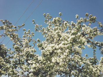 Low angle view of flowers blooming on tree against blue sky