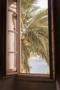 Close-up of palm tree seen through window