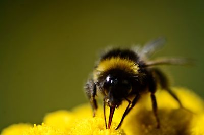 Close-up of bee on yellow flower