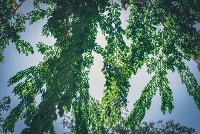 Low angle view of trees against clear sky