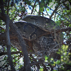 Low angle view of nest on tree