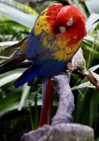 Close-up of parrot perching on branch