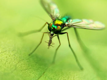 Close-up of insect on plant