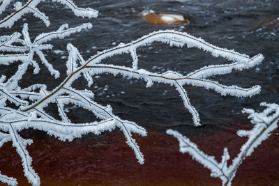 Close-up of icicles on snow covered tree