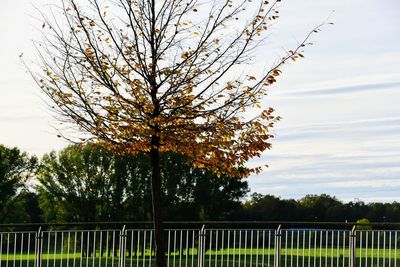 Trees growing on field against sky during sunset