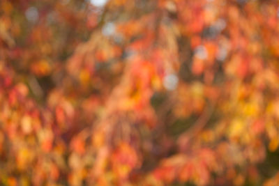 Close-up of maple leaves during autumn