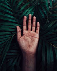 Close-up of hand with palm leaf