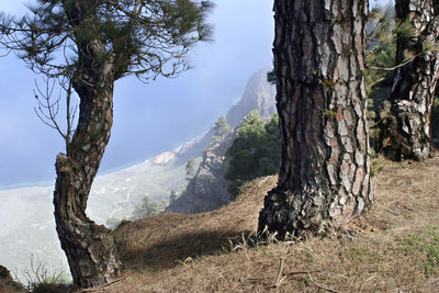 Panoramic shot of a tree trunk