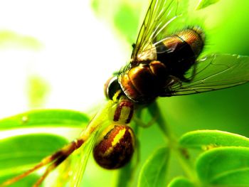 Close-up of insect on leaf