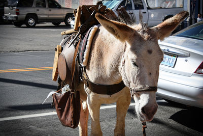 Horse standing on road in city