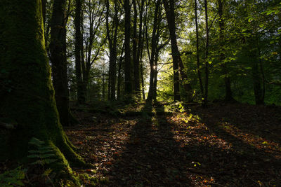 Trees growing in forest