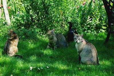 Cat relaxing on grassy field