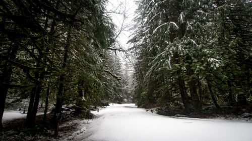 Road amidst trees in forest during winter