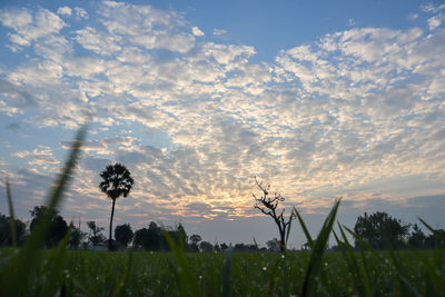 Silhouette plants growing on field against sky during sunset