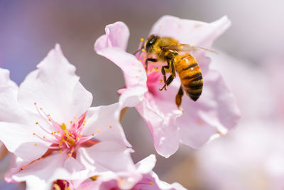 Close-up of bee pollinating on flower