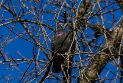 Pigeon on the tree