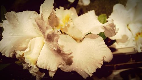 Close-up of white flowers