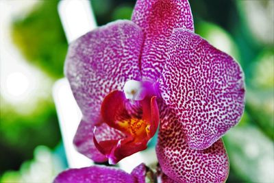 Close-up of flower blooming outdoors