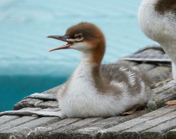 Close-up of duck on rock by lake