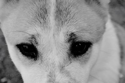 Close-up portrait of dog