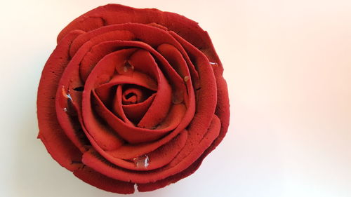 Close-up of red rose against white background